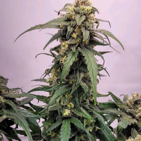 Moby Dick Auto growlog timeline photo