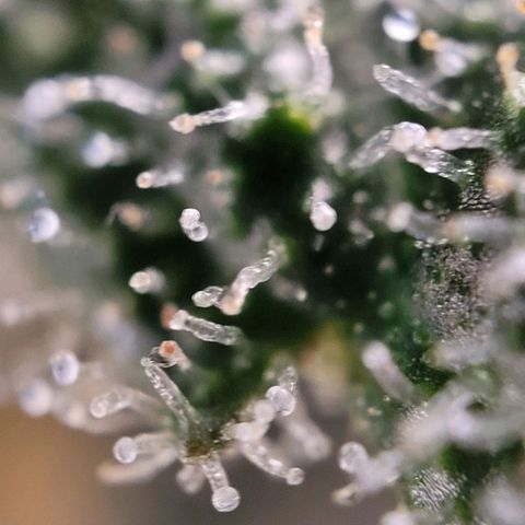 Moby Dick Auto growlog timeline photo