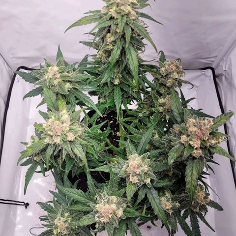 Moby Dick Auto growlog timeline photo