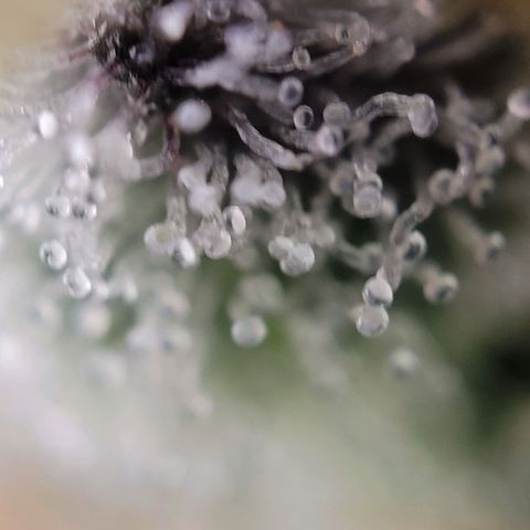 Moby Dick Auto growlog timeline photo