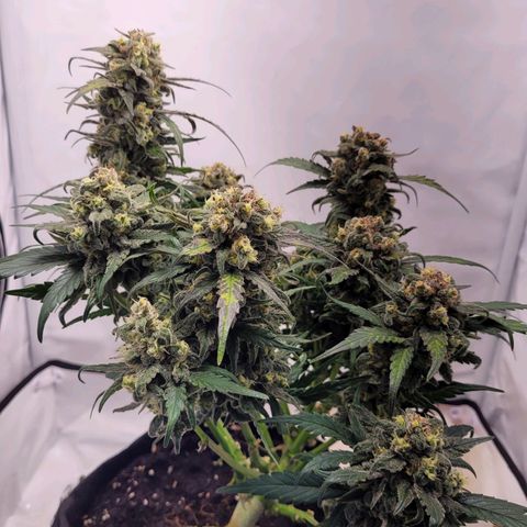 Moby Dick Auto growlog timeline photo