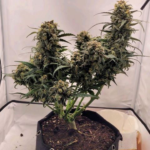 Moby Dick Auto growlog timeline photo
