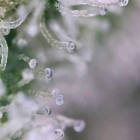Moby Dick Auto growlog timeline photo