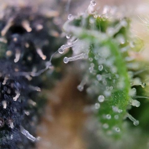 Moby Dick Auto growlog timeline photo