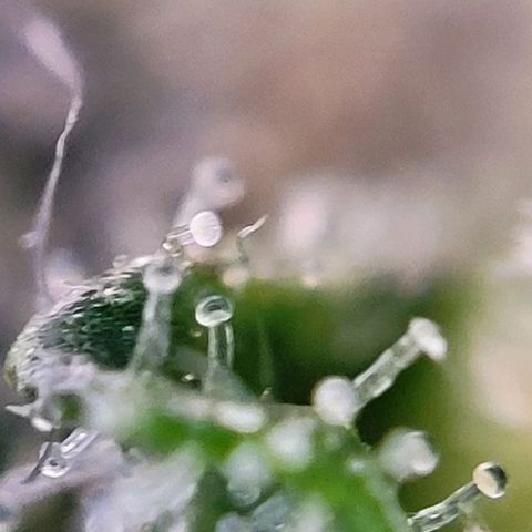 Moby Dick Auto growlog timeline photo