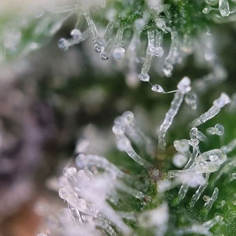 Moby Dick Auto growlog timeline photo