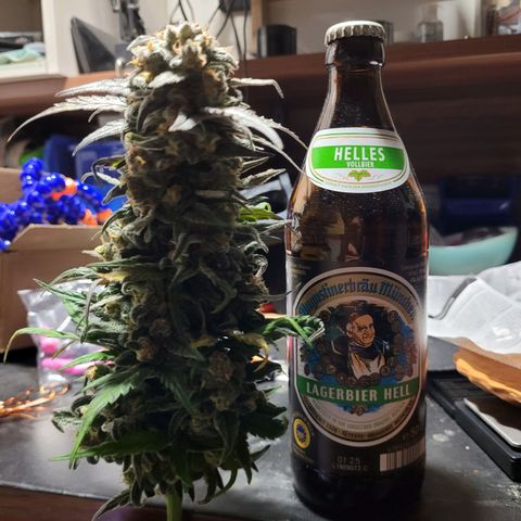 Moby Dick Auto growlog timeline photo