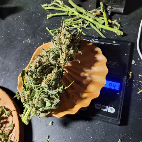 Moby Dick Auto growlog timeline photo