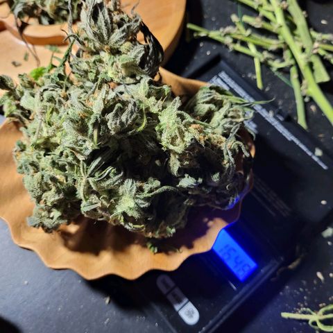 Moby Dick Auto growlog timeline photo
