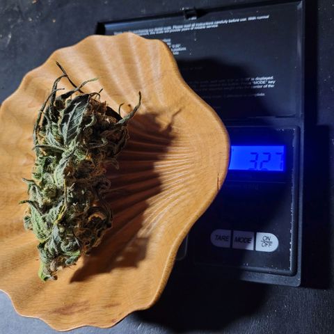 Moby Dick Auto growlog timeline photo