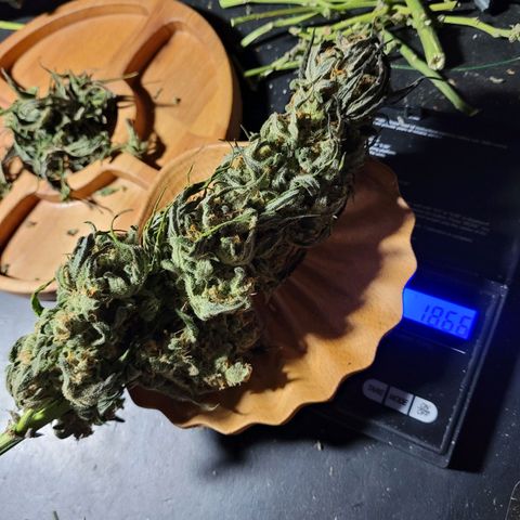 Moby Dick Auto growlog timeline photo