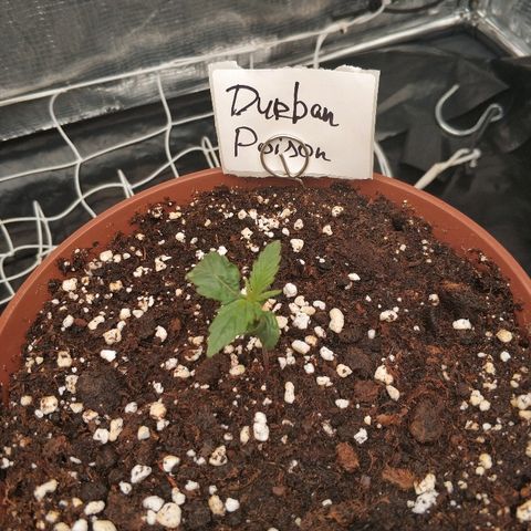 Foto 2 del growlog de Auto Durban Poison