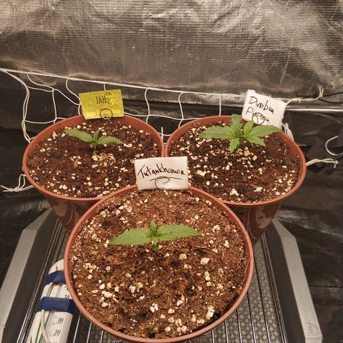 Foto 3 del growlog de Auto Durban Poison
