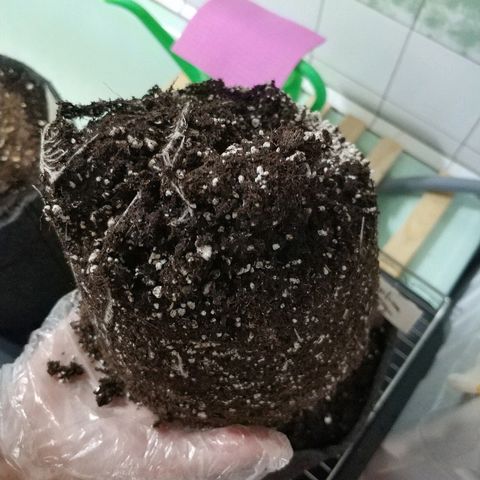 Auto Durban Poison growlog timeline photo