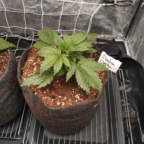 Auto Durban Poison growlog photo: При пересадки были повреждены корни