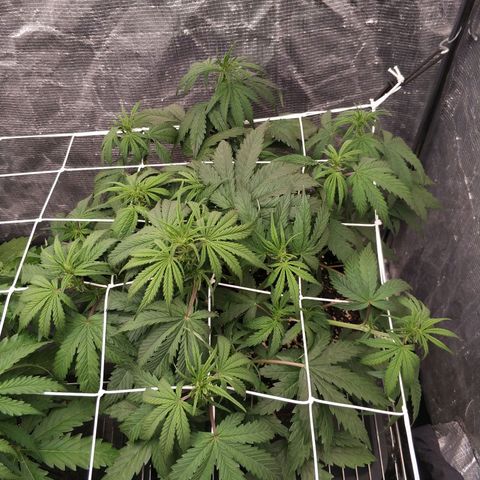 Auto Durban Poison growlog photo: 31 день.