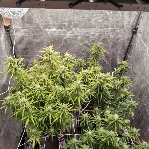 Auto Tutankhamon growlog photo: 53 дня. Поубирал все веерные листья и пролил антистрессом. Вход: ph 6.51+0.5phdown=6.44 на 16 литров. ppm 933 c aminostar 25мл.
Выход: ph 6.32  ppm 1060.