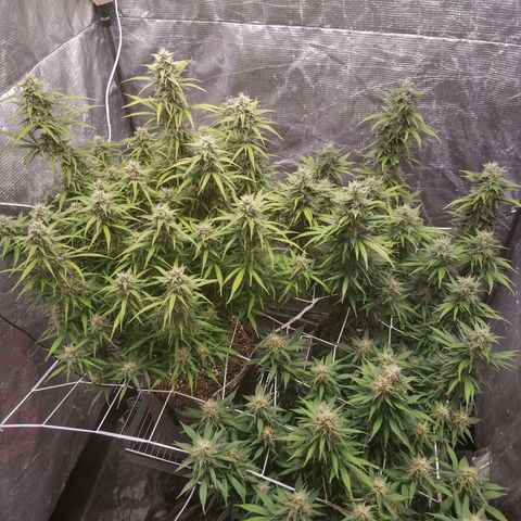 Auto Tutankhamon growlog photo: 63 дня !!!