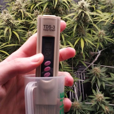 Auto Tutankhamon growlog photo: По таблице вроде как дефицит фосфора, так как и ветки и листья розовые. Выход ппм 420. В обед надо дать норм удобрений. Минимум 1 литр на растиху, что бы не залить её, так как перед этим я хорошо полил FloraKleen.