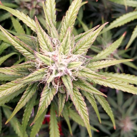 Auto Tutankhamon growlog photo: По таблице вроде как дефицит фосфора, так как и ветки и листья розовые. Выход ппм 420. В обед надо дать норм удобрений. Минимум 1 литр на растиху, что бы не залить её, так как перед этим я хорошо полил FloraKleen.