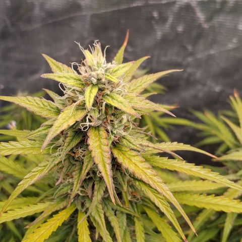 Auto Tutankhamon growlog photo: По таблице вроде как дефицит фосфора, так как и ветки и листья розовые. Выход ппм 420. В обед надо дать норм удобрений. Минимум 1 литр на растиху, что бы не залить её, так как перед этим я хорошо полил FloraKleen.
