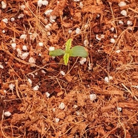 Auto Power Plant #1 growlog photo: 1 день Веги. Семка залипшая оклемалась.