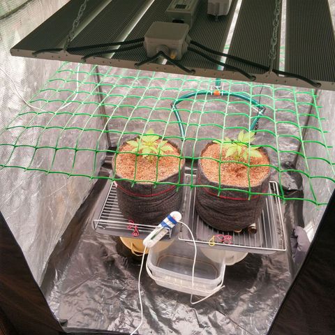 Auto Power Plant #1 growlog photo: 16 день.