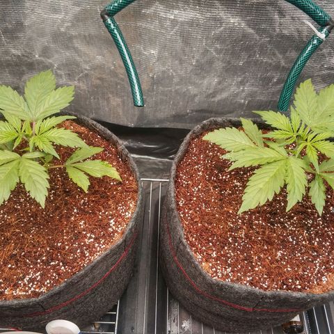 Auto Power Plant #1 growlog photo: День 18.