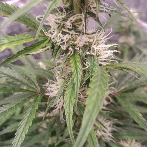 Auto Power Plant #1 growlog photo: День 62. На одуванах начали появляться трихомы.