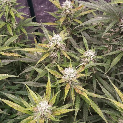 Auto Power Plant #1 growlog photo: Вот так выглядят передозы на кокосе. Лучше всего голод, чем передоз. А голод идёт с низов.

Симптомы передоза азотом Темно-зеленые листья. Кончики листьев загибаются вниз, но признаков чрезмерного полива нет. Отравление азотом часто сопровождается ожогом от удобрений. Листья могут загибаться лишь местами, а не все подряд.

Последствия переизбытка азота у марихуаны: 
чрезмерный рост листвы;
 слабые стебли; 
задержка развития шишек;
 темно-зеленые листья; 
рыхлые шишки; глянцевые листья с опущенными кончиками; 
подверженность заражению вредителями.