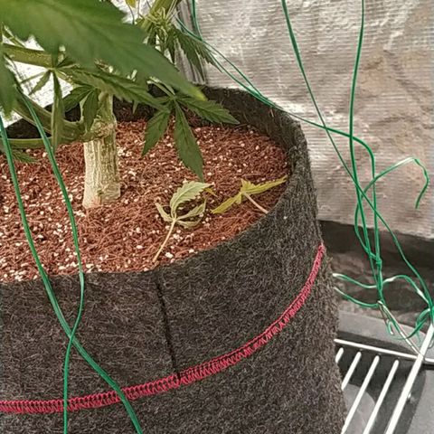 Auto Power Plant #1 growlog timeline photo