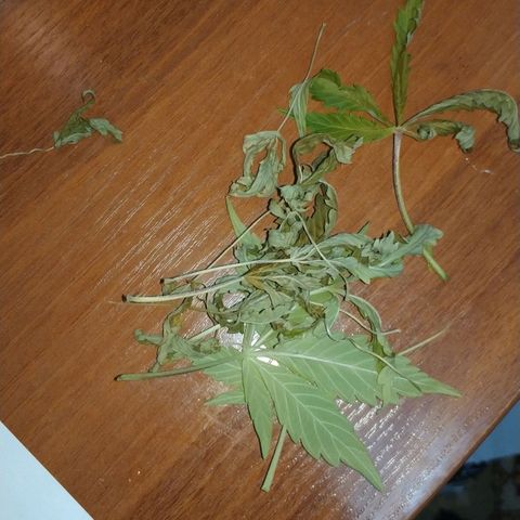 Auto Power Plant #1 growlog photo: От нехватки еды.