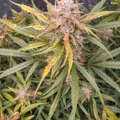 Auto Power Plant #1 growlog photo: День 84. Листья начали желтеть сверху и старые. Возможен передоз.