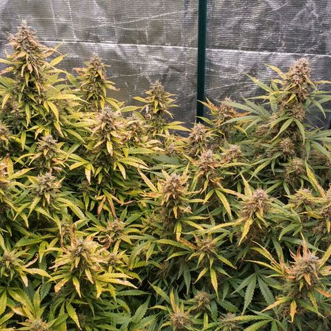 Auto Power Plant #1 growlog photo: День 89. Пытаюсь понять, почему желтеют листья. Возможно блок веществ из-за кривого пш, хотя пш вход обычно 6.3-6.4. ппм 850-950, но листья у одной растихи всё так же желтеют и сохнут.