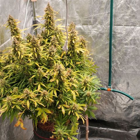 Auto Power Plant #1 growlog photo: Day 106. Power plant. Lil larger than his sister.