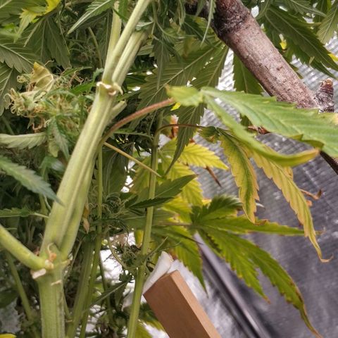 Auto Power Plant #1 growlog photo: Day 106. Power plant. Lil larger than his sister.