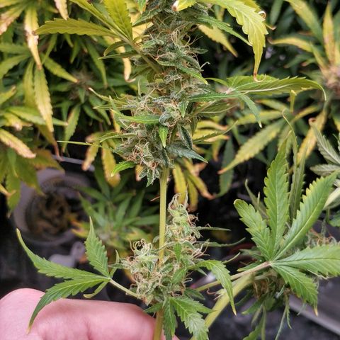 Auto Power Plant #1 growlog photo: DAY 106. ONE WEEK TILL HARVEST!