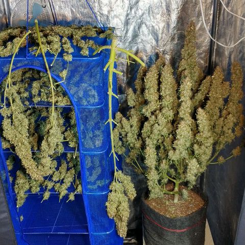 Auto Power Plant #1 growlog photo: Harvest and wet trimming. 
1week only water, than 3 days night and harvest. Very Big Girls. If compared last growing, this почти такой же ))) :DDDD