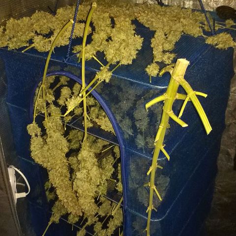 Auto Power Plant #1 growlog photo: Harvest and wet trimming. 
1week only water, than 3 days night and harvest. Very Big Girls. If compared last growing, this почти такой же ))) :DDDD