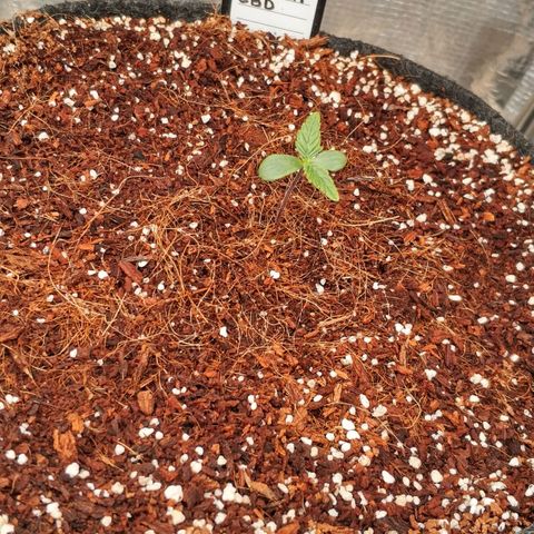 MEDium Auto growlog photo: День 5