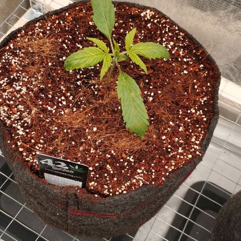 MEDium Auto growlog photo: День 13. Поливал 600ппм по кругу