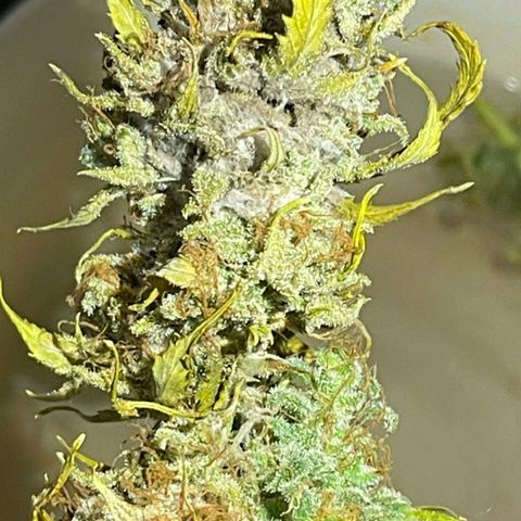 MEDium Auto growlog photo: 37.1г, плесень в шишках. Хорошо растёт.