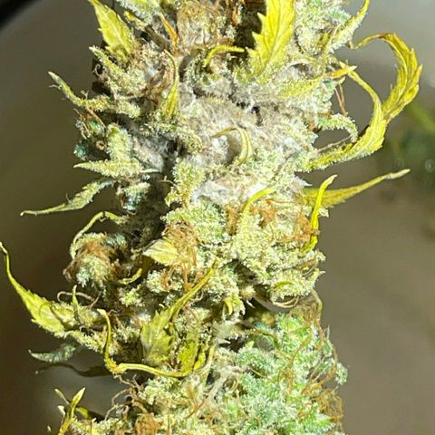 MEDium Auto growlog photo: 37.1г, плесень в шишках. Хорошо растёт.