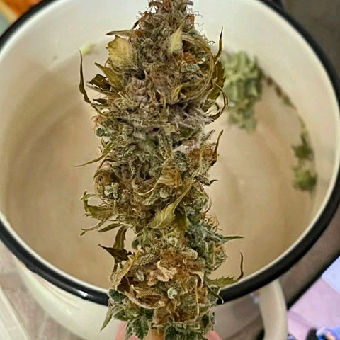 MEDium Auto growlog photo: 37.1г, плесень в шишках. Хорошо растёт.