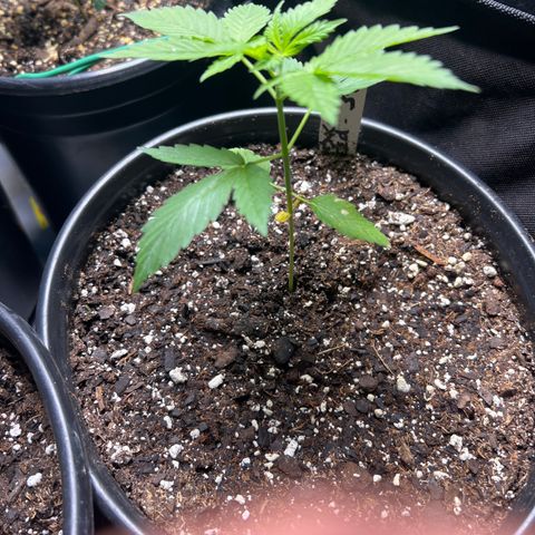 Blackberry kush (seed ) growlog timeline photo