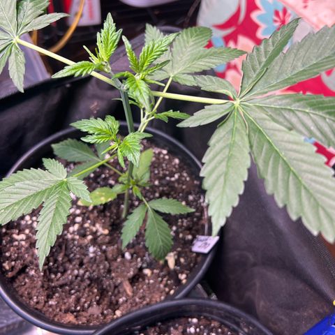 Blackberry kush (seed ) growlog timeline photo
