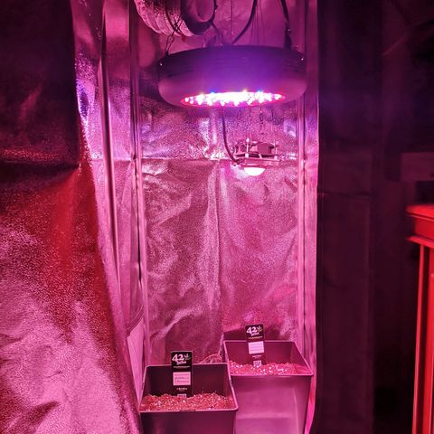Alessia  growlog photo: Light distance