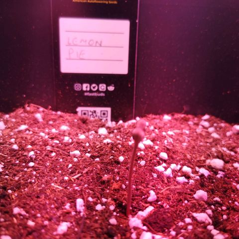 Alessia  growlog photo: Early Vegetative