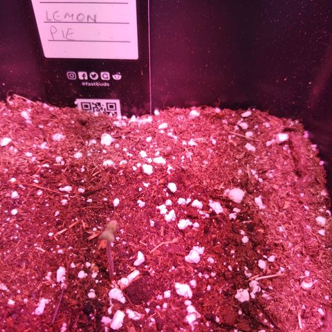 Alessia  growlog photo: Early Vegetative
