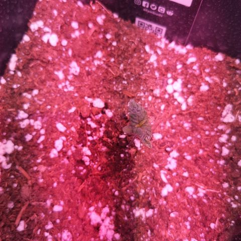 Alessia  growlog timeline photo